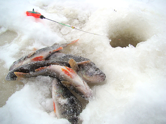 зимняя рыбалка, мормышки Salmo, ловля окуня зимой на безмотылку