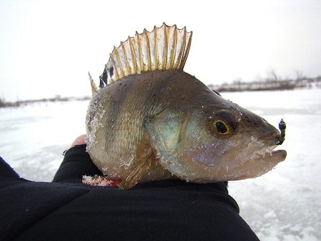 зимняя рыбалка, мормышки Salmo, ловля окуня зимой на безмотылку